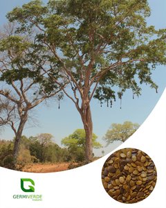 Garapa - Apuleia leiocarpa (10g)