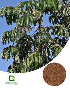 Embauba do brejo - Cecropia pachystachya (50g)
