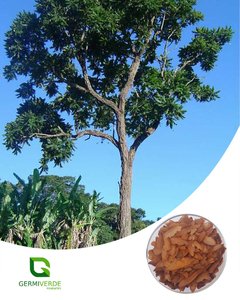 Cedro Rosa verdadeiro - Cedrela fissilis (50g) na internet