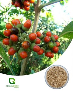 Tamanqueiro - Aegiphila integrifolia (50g)