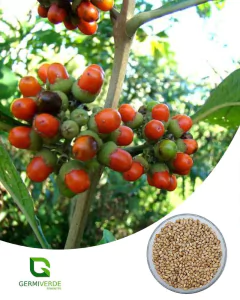 Tamanqueiro - Aegiphila integrifolia (50g)