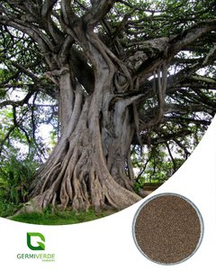 Figueira Branca - Ficus guaranitica (50g)