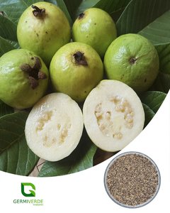 Goiaba Branca - Psidium guajava (50g)