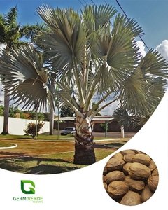 Palmeira Azul Bismarckia (100g)