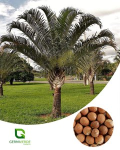 Palmeira Triangular (50g)