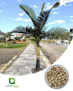 Palmeira Real (50g)