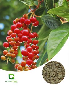 Pau viola - Citharexylum myrianthum (50g) - comprar online