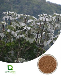 Embauba prateada - Cecropia hololeuca (50g)
