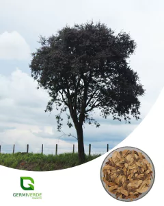 Jacaranda Bico de Pato - Machaerium aculeatum (50g)