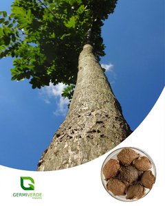 Araribá Rosa - Centrolobium tomentosum (50g)