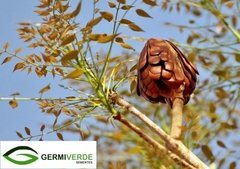 Mogno Brasileiro - Swietenia macrophylla (50g) na internet