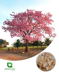 Ipê Roxo - Handroanthus impetiginosus (50g) na internet