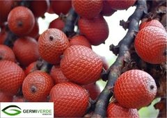 Palmeira Buriti - Mauritia flexuosa (100g) - comprar online