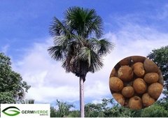 Palmeira Buriti - Mauritia flexuosa (100g)