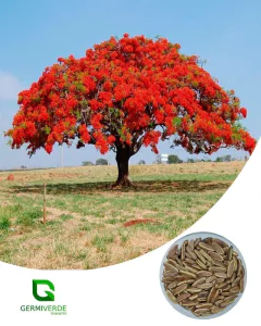 Flamboyant Vermelho - Delonix regia (50g) - comprar online