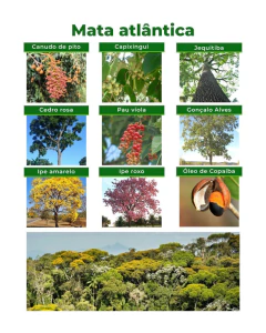 Kit 600 Sementes De Arvores Do Bioma Mata Atlântica - comprar online