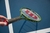 Imagen de RAQUETA WILSON BLADE FEEL 100