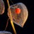 Geleia Orgânica de Physalis Blaszkowski na internet