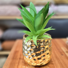 SUCULENTA DORADA - comprar online