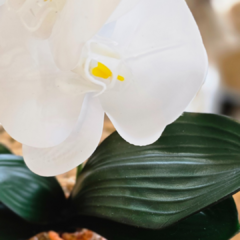 ORQUIDEA CON MACETA DE VIDRIO - Enamorart