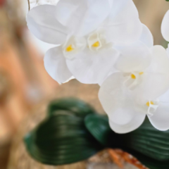 ORQUIDEA CON MACETA DE VIDRIO en internet