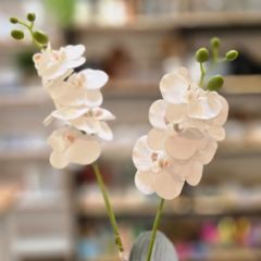 Imagen de VARA DE ORQUIDEA