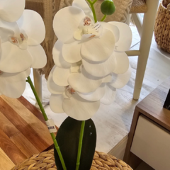 VARA DE ORQUIDEA en internet