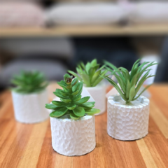 SUCULENTA MINI BLANCA