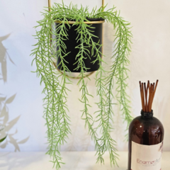 PLANTA COLGANTE BANANITA