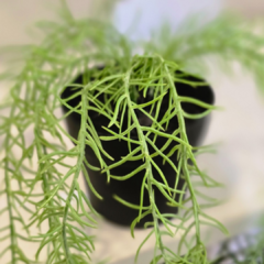 PLANTA COLGANTE BANANITA - comprar online