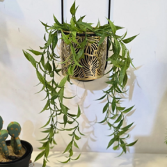 PLANTA COLGANTE HOJAS LARGAS