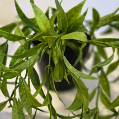 PLANTA COLGANTE HOJAS LARGAS - comprar online