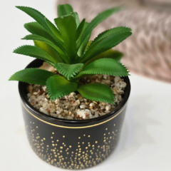 SUCULENTA BLANCA/NEGRA PUNTOS DORADOS - comprar online