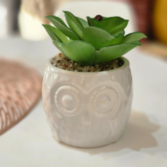 SUCULENTA BUHO - tienda online