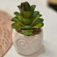 SUCULENTA BUHO - comprar online