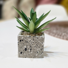 SUCULENTA CUADRADA SALPICADA