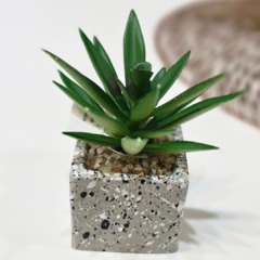 SUCULENTA CUADRADA SALPICADA - comprar online