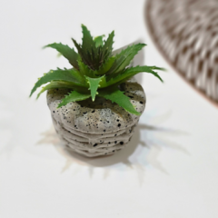 SUCULENTA CEMENTO SALPICADO REDONDA - comprar online