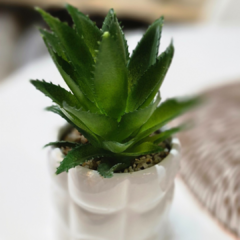 SUCULENTA MACETA RELIEVE - comprar online