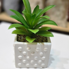 SUCULENTA MACETA CON PUNTOS