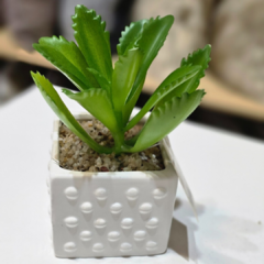 SUCULENTA MACETA CON PUNTOS - comprar online