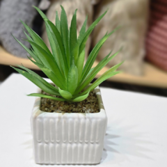 SUCULENTA CUADRADA RAYAS - comprar online