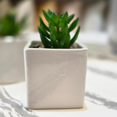 SUCULENTA CUADRADA BLANCA - comprar online