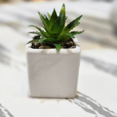 SUCULENTA CUADRADA BLANCA