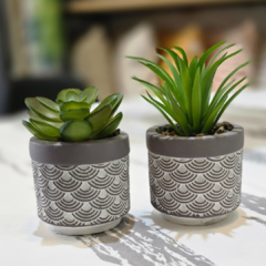 SUCULENTA GRIS CON BLANCO - comprar online