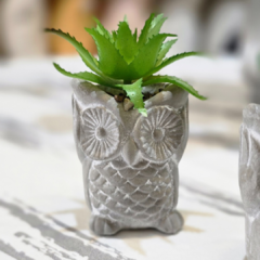 SUCULENTA BUHO CEMENTO - tienda online