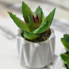 SUCULENTA FACETADA