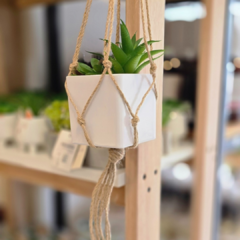 SUCULENTA COLGANTE - comprar online