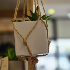 SUCULENTA COLGANTE - tienda online