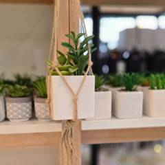 SUCULENTA COLGANTE - comprar online